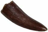 Triassic Fossil Avemetatarsalian (Dromomeron) Tooth - Texas #315775-1